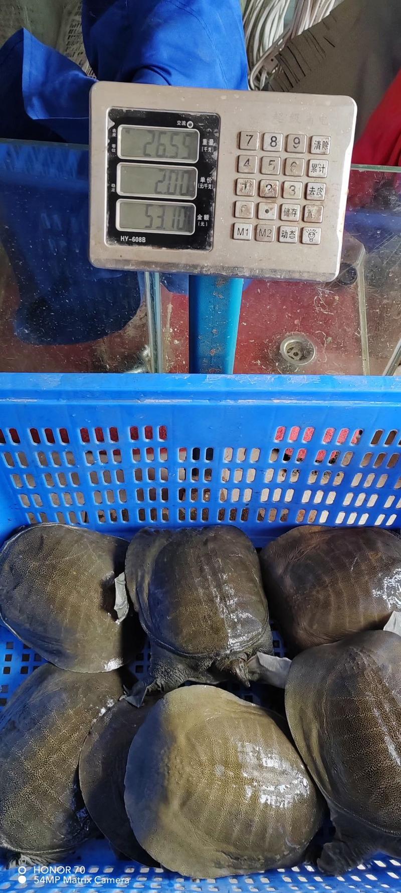 草龟，甲鱼巴西龟，各种规格大小，价格实惠