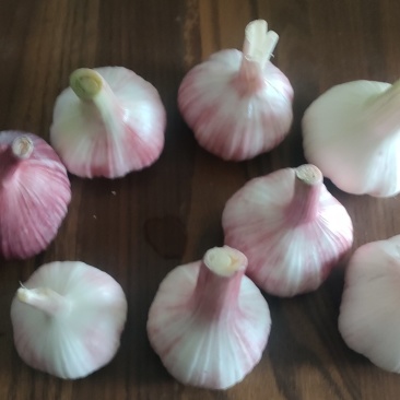 精品云南鲜蒜
