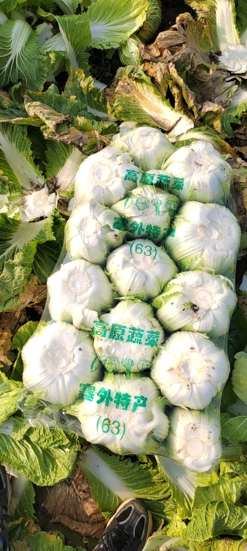 热卖中黄心白菜支持视频看货量大从优基地直供欢迎电话联系