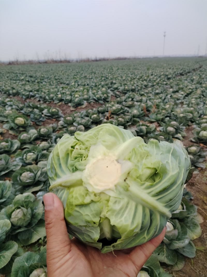 40亩甘蓝3天后上市，需要的看过来。