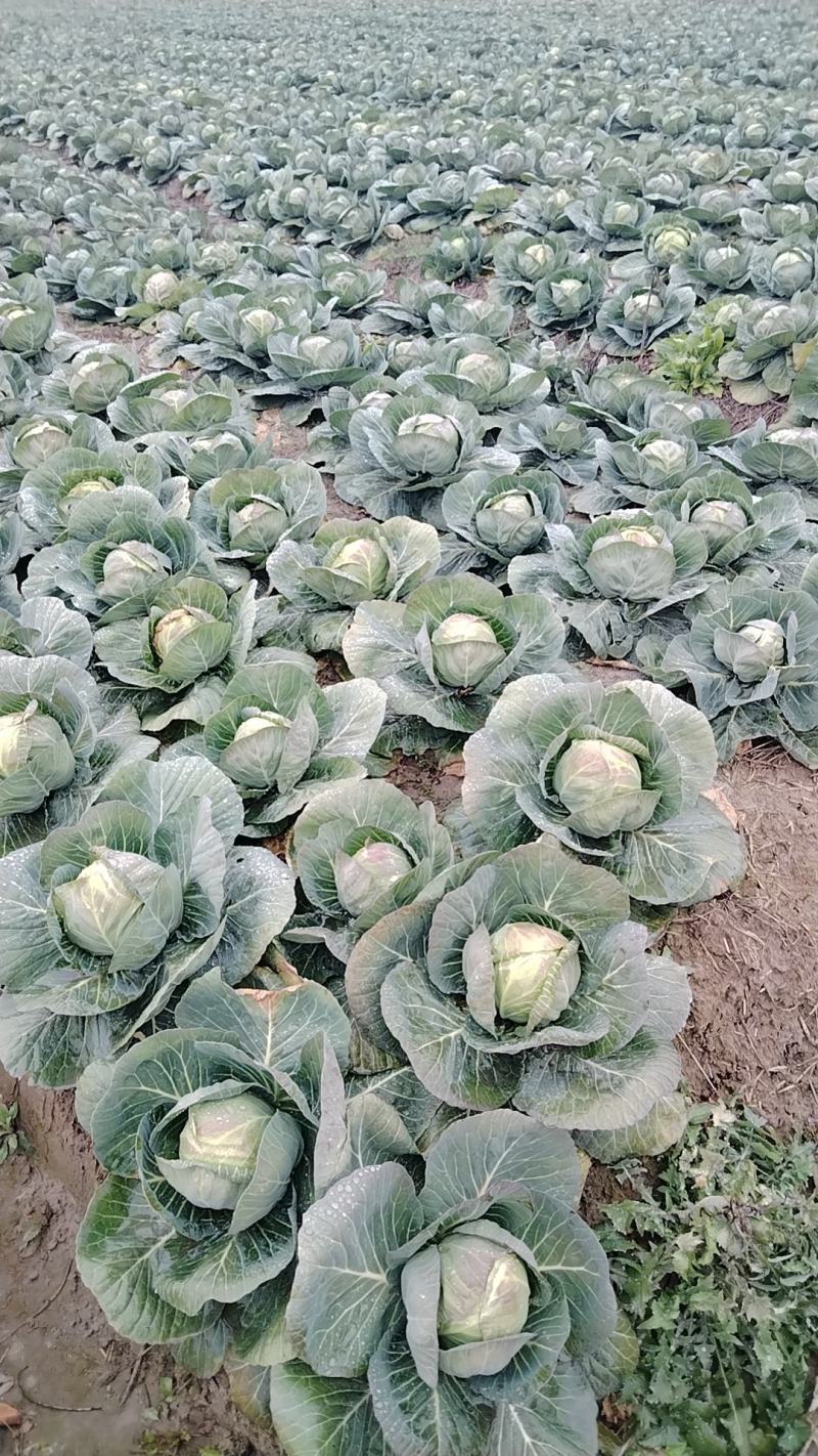 40亩甘蓝3天后上市，需要的看过来。