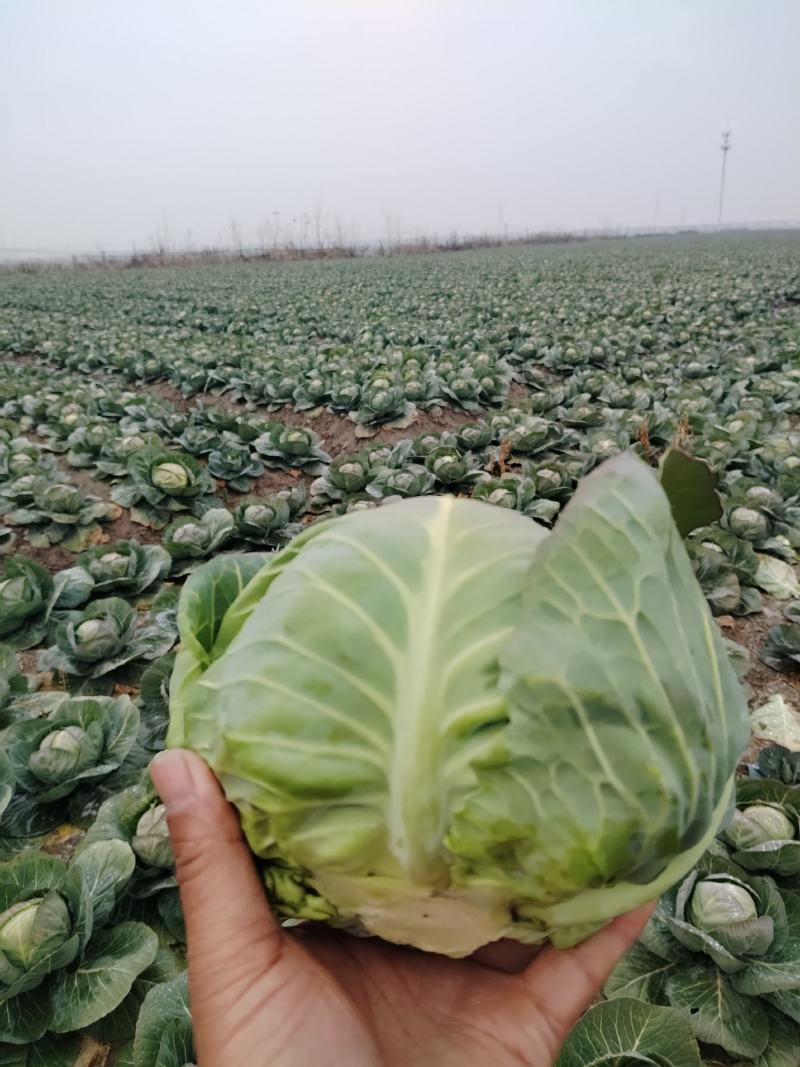 40亩甘蓝3天后上市，需要的看过来。