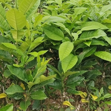 橘红苗