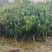 【牛商推荐】广东化州芒果苗基地现货直发欢迎致电联系