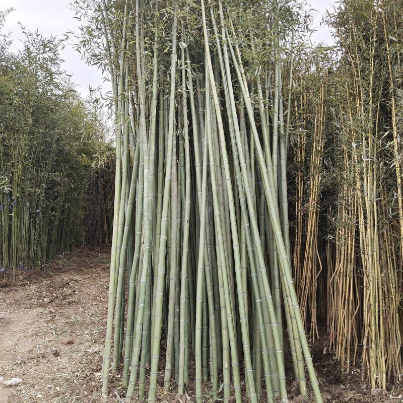 青竹，金镶玉竹紫竹，黄金竹