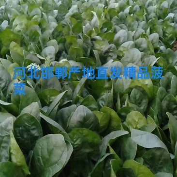 河北邯郸产地货源菠菜