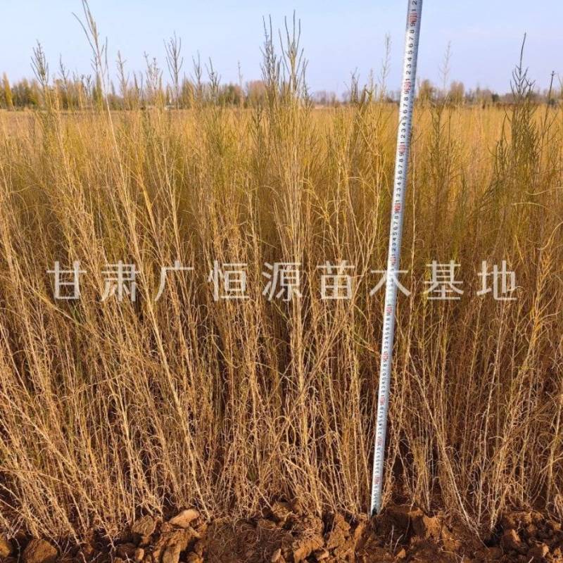 自产自销梭梭苗高度30-70公分，办理检疫甘肃梭梭苗