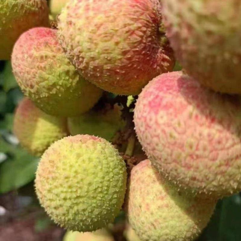 海南早熟荔枝三月红荔枝电商平台商超合作