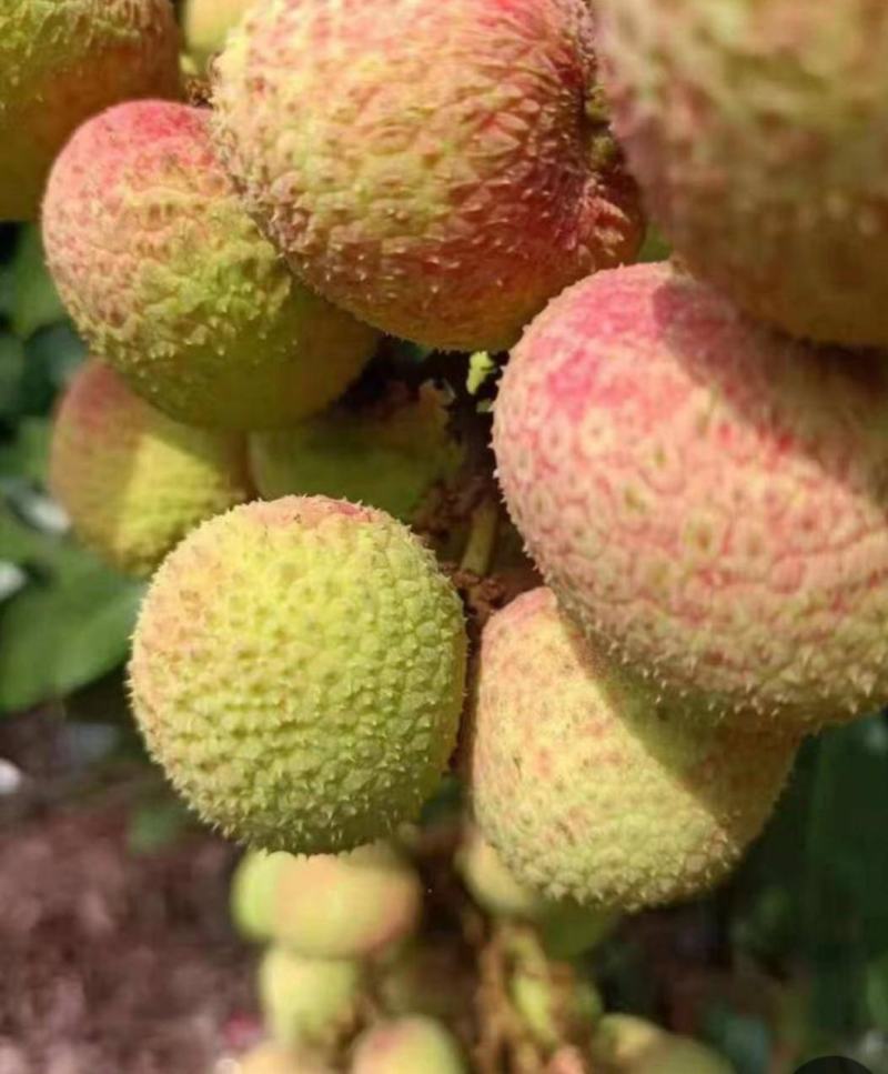 海南早熟荔枝三月红荔枝电商平台商超合作