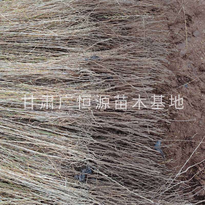 自产自销梭梭苗高度30-70公分，办理检疫甘肃梭梭苗