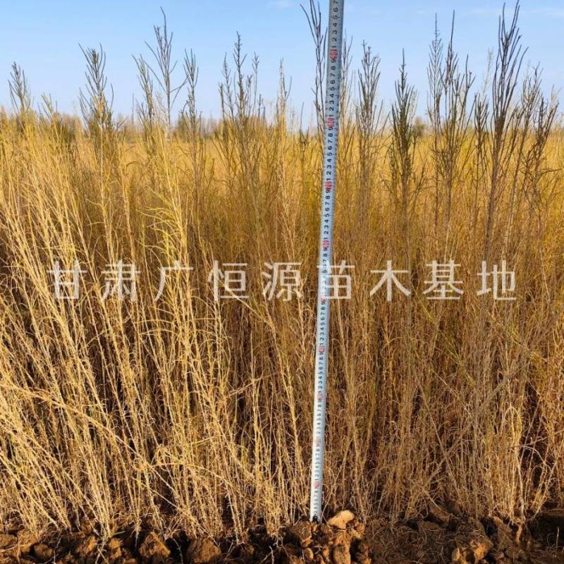 自产自销梭梭苗高度30-70公分，办理检疫甘肃梭梭苗