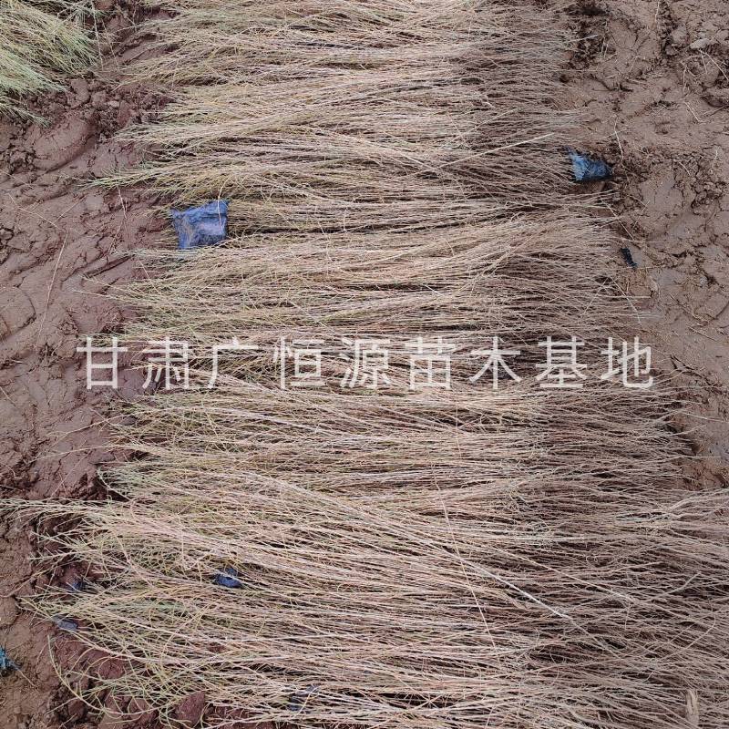 自产自销梭梭苗高度30-70公分，办理检疫甘肃梭梭苗