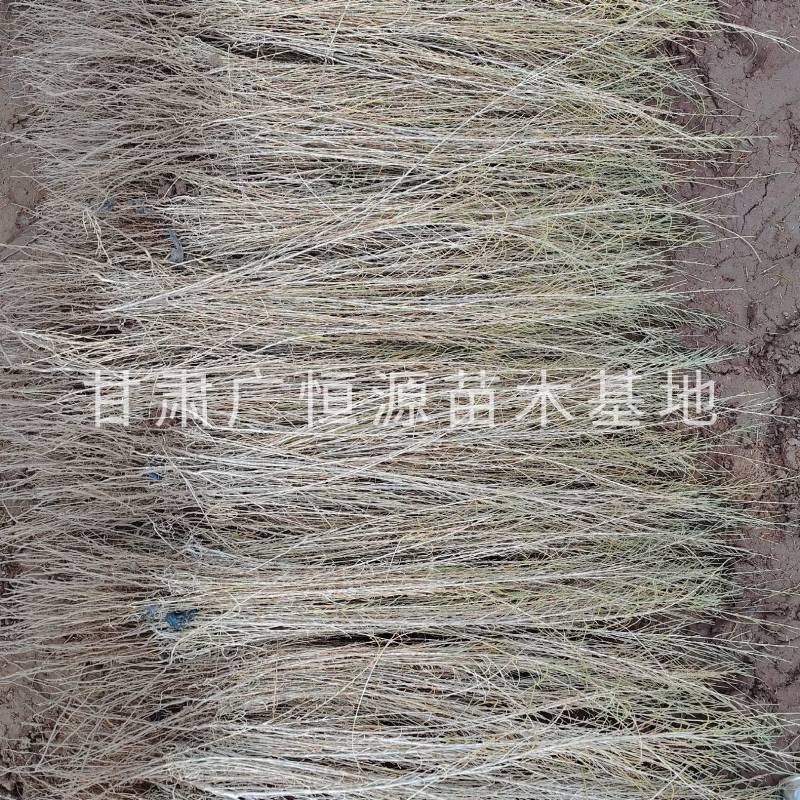 自产自销梭梭苗高度30-70公分，办理检疫甘肃梭梭苗