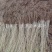 自产自销梭梭苗高度30-70公分，办理检疫甘肃梭梭苗