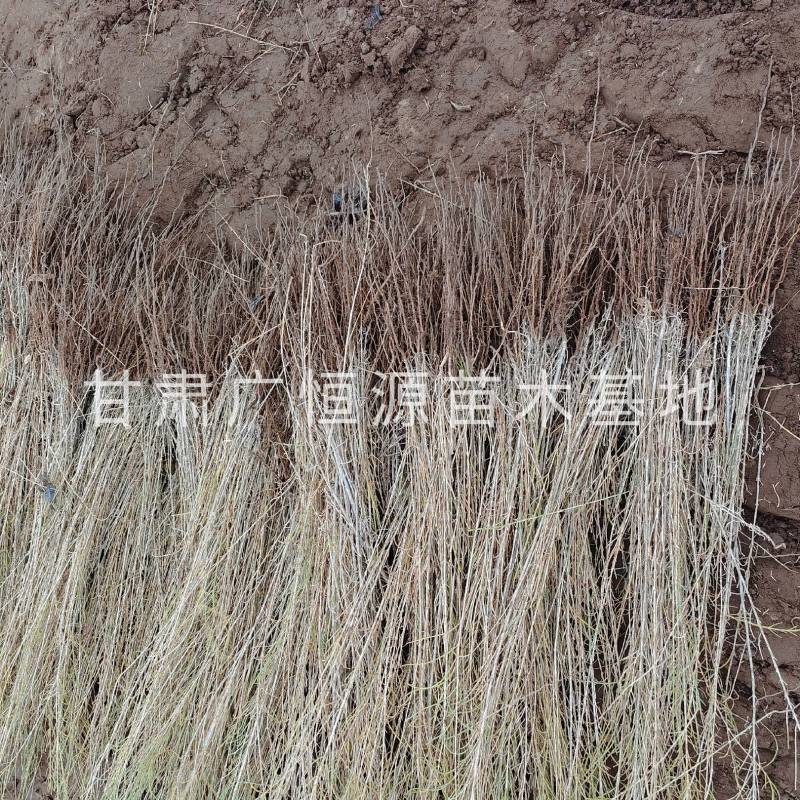 自产自销梭梭苗高度30-70公分，办理检疫甘肃梭梭苗