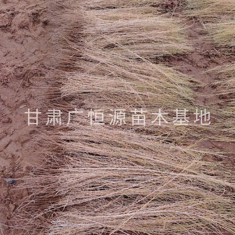 自产自销梭梭苗高度30-70公分，办理检疫甘肃梭梭苗