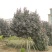 2302基地供应红叶黄槿紫叶黄瑾5-15cm全冠树