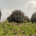 2302基地供应红叶黄槿紫叶黄瑾5-15cm全冠树