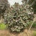 2302基地供应红叶黄槿紫叶黄瑾5-15cm全冠树