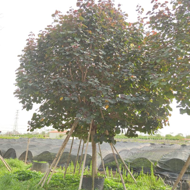 2302基地供应红叶黄槿紫叶黄瑾5-15cm全冠树