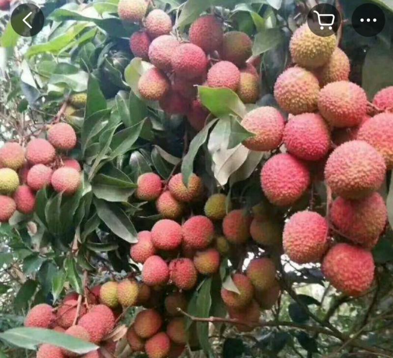 广西荔枝妃子笑黑叶桂味荔枝电商商超合作