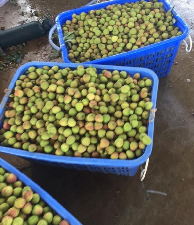 广西荔枝妃子笑黑叶桂味荔枝电商商超合作