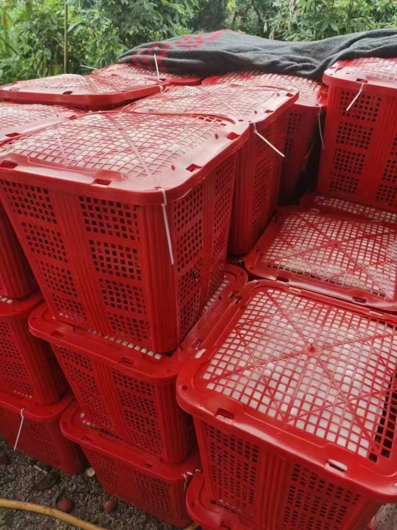 广西荔枝妃子笑黑叶桂味荔枝电商商超合作