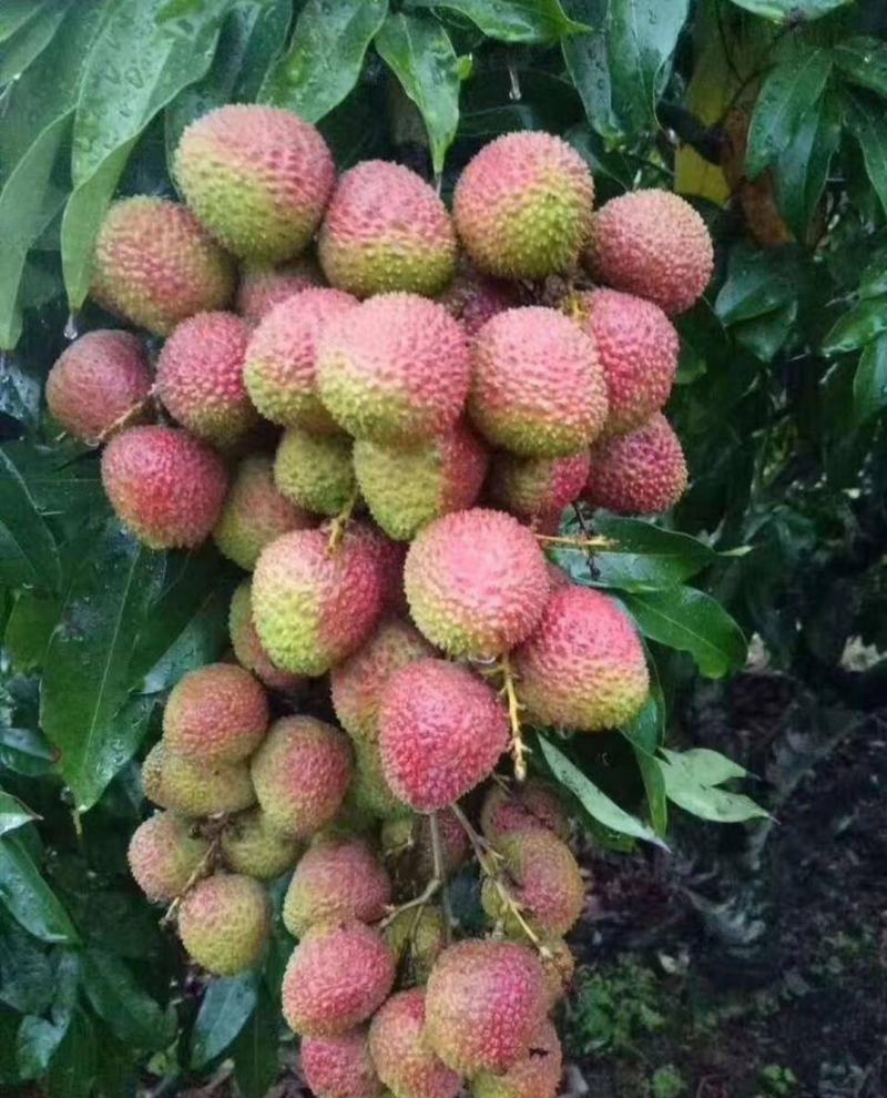 广西荔枝妃子笑黑叶桂味荔枝电商商超合作