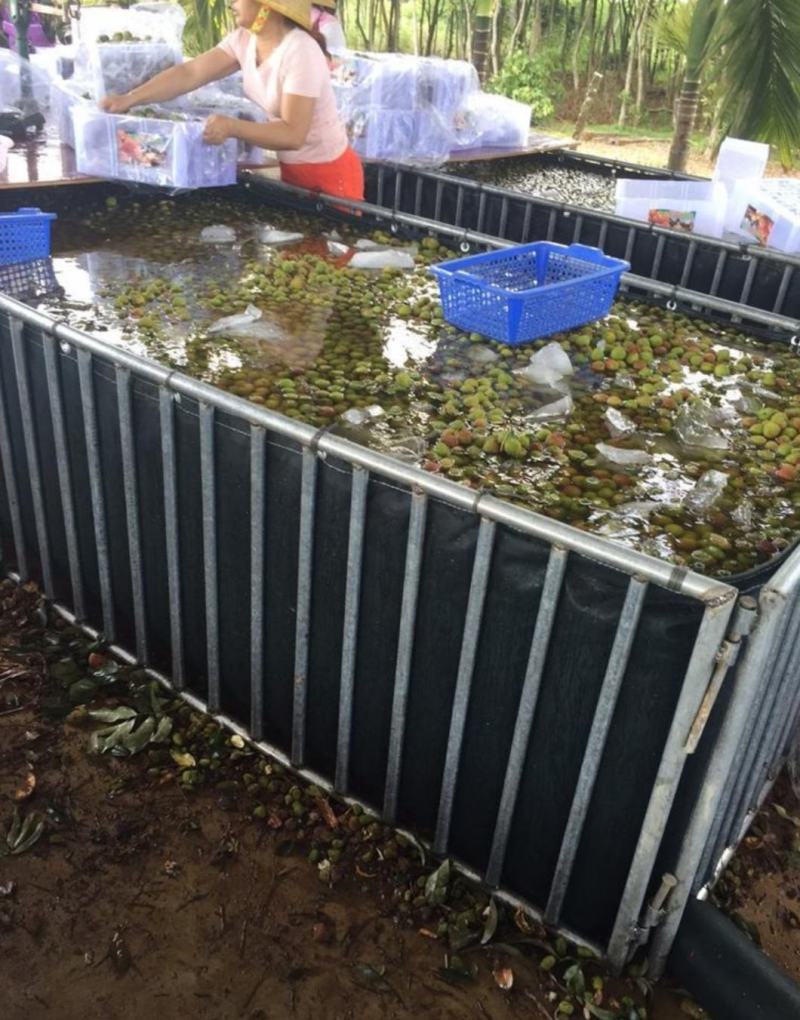 广西荔枝妃子笑黑叶桂味荔枝电商商超合作