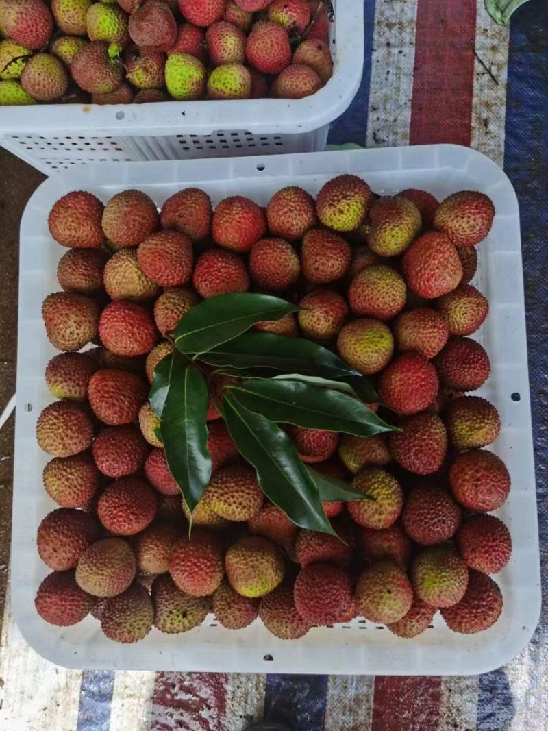 广西荔枝妃子笑黑叶桂味荔枝电商商超合作