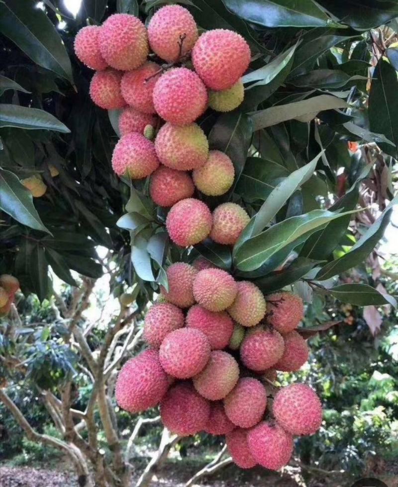 广西荔枝妃子笑黑叶桂味荔枝电商商超合作