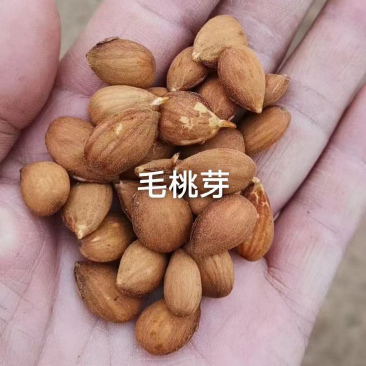 桃树种子毛桃树种子大量批发毛桃现货经营一手货源
