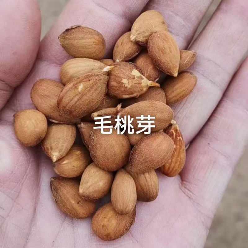 桃树种子毛桃树种子大量批发毛桃现货经营一手货源