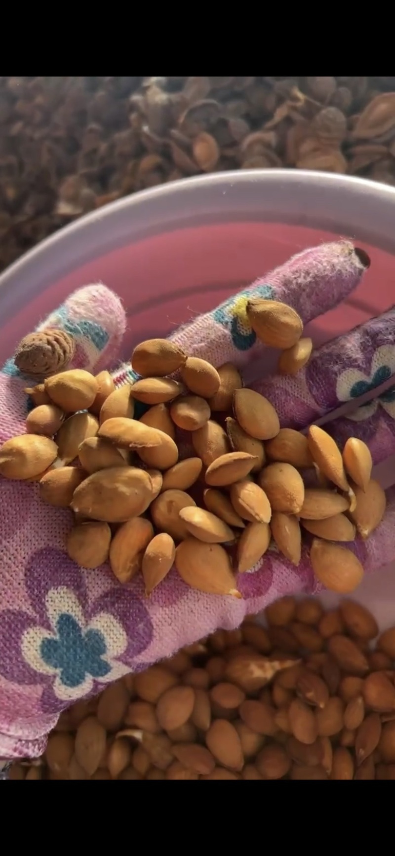 桃树种子毛桃树种子大量批发毛桃现货经营一手货源
