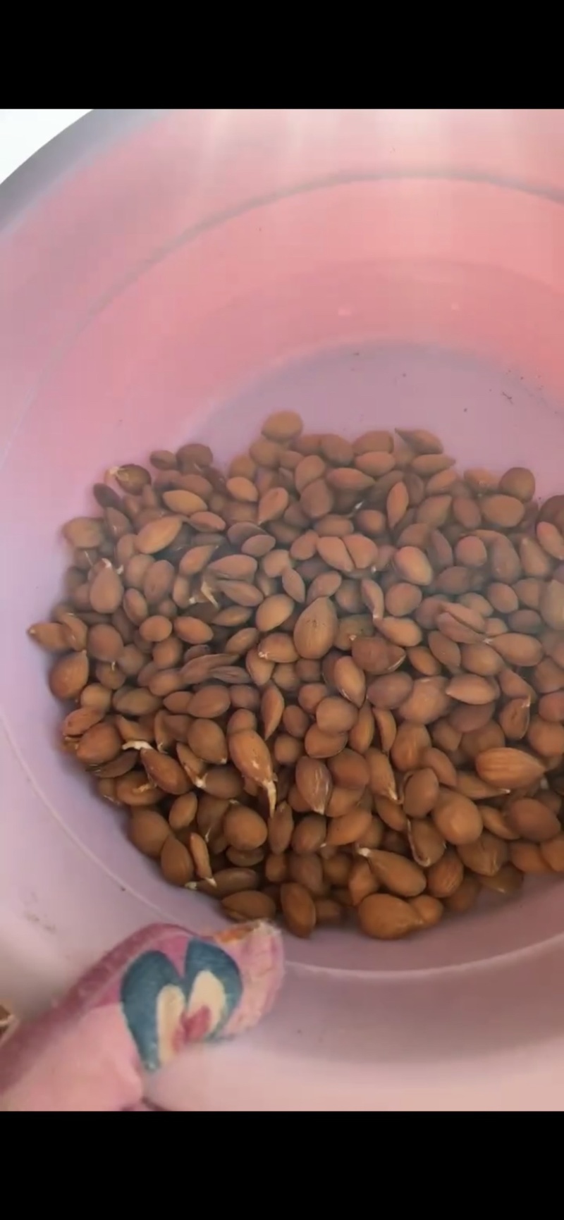 桃树种子毛桃树种子大量批发毛桃现货经营一手货源