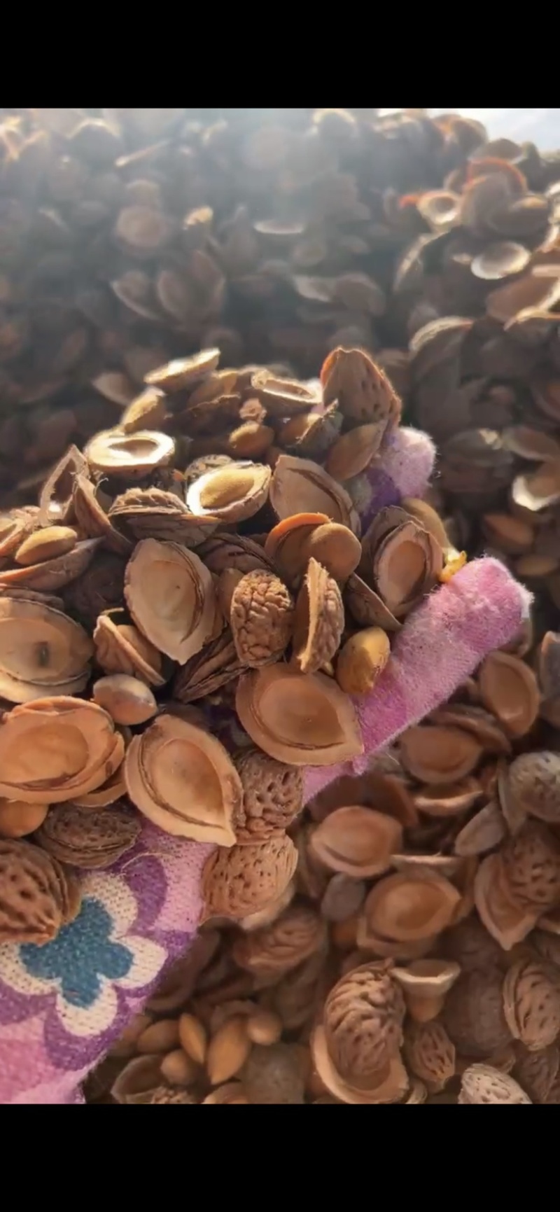 桃树种子毛桃树种子大量批发毛桃现货经营一手货源