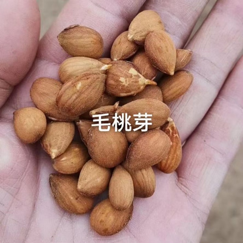 桃树种子毛桃树种子大量批发毛桃现货经营一手货源