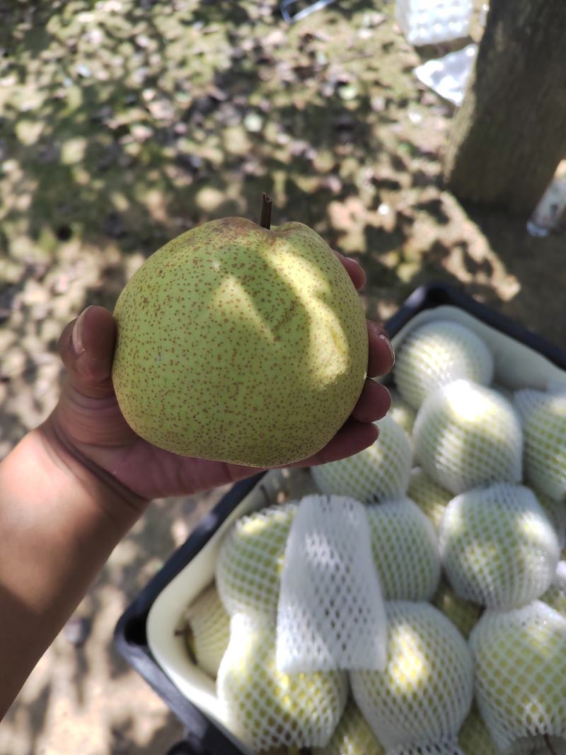 砀山酥梨，皮薄肉翠正宗砀山酥梨。产地直发。