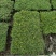 2210基地批发供应金莎蔓盘苗庭院地被花境模