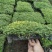 2210基地批发供应金莎蔓盘苗庭院地被花境模