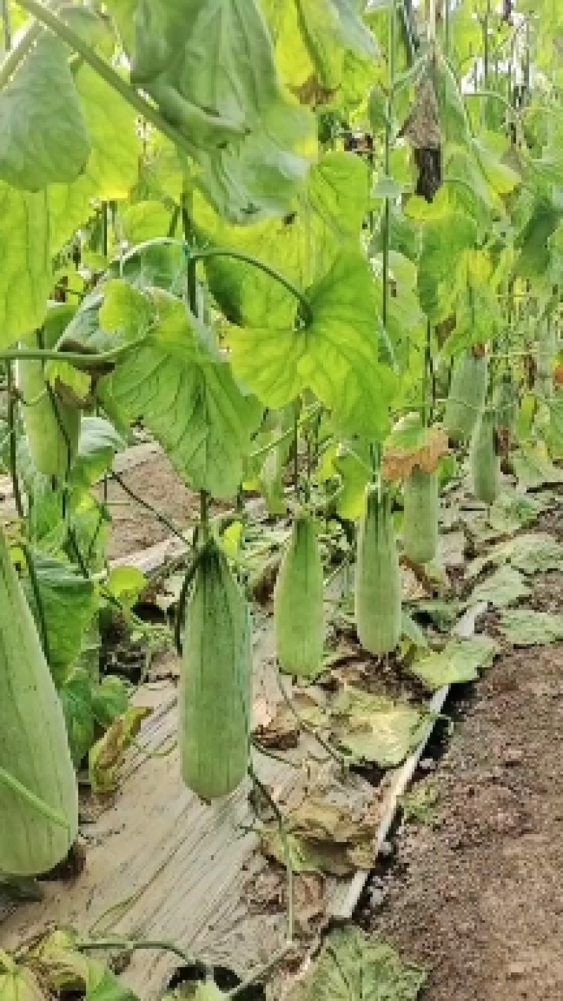 山东产地羊角蜜甜瓜