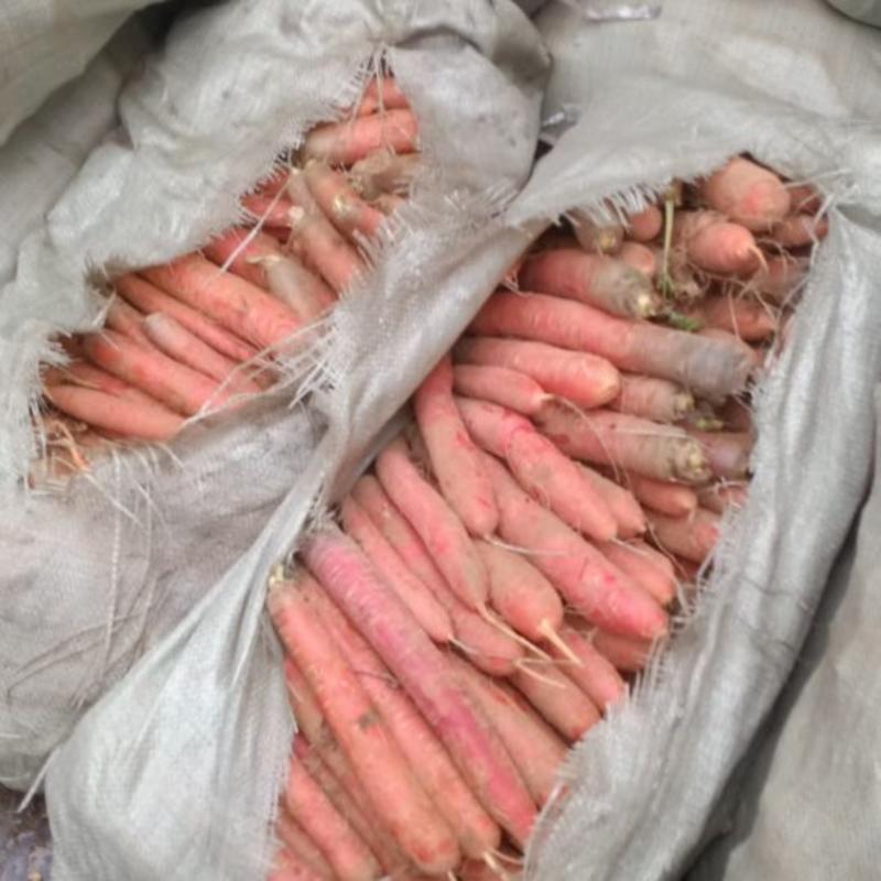 大荔县沙地红萝卜，秤杆胡萝卜，价格便宜，质量好，发货三包！