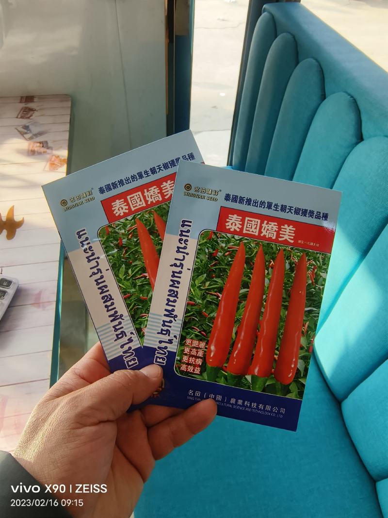 泰国娇美朝天椒种子大果形耐热耐湿结果多10厘米辣味重