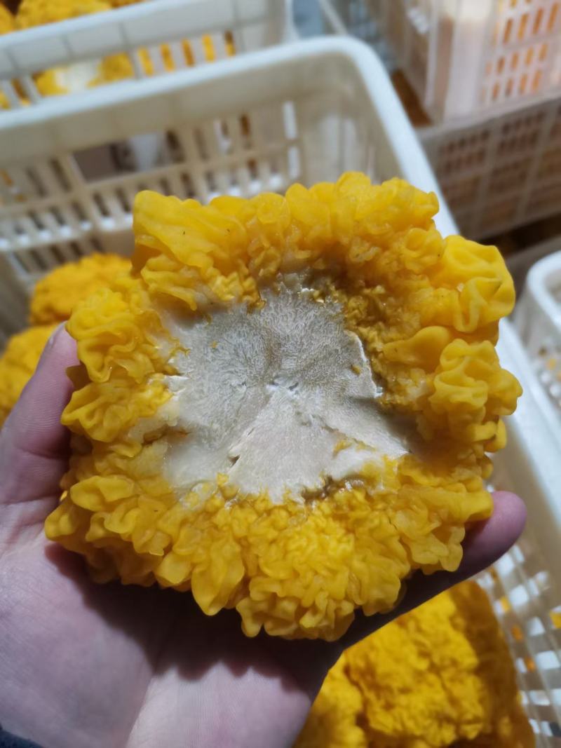 新鲜金耳食用菌常年稳定有货干度好耐存放价格实惠