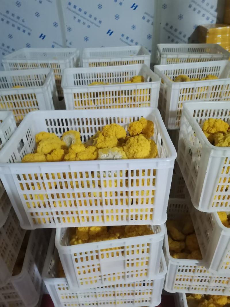 新鲜金耳食用菌常年稳定有货干度好耐存放价格实惠