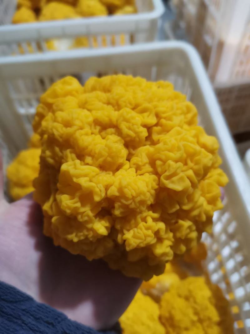 新鲜金耳食用菌常年稳定有货干度好耐存放价格实惠