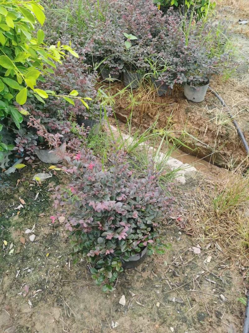 红花继木规格齐全现货速发质量保证价格实惠欢迎咨询