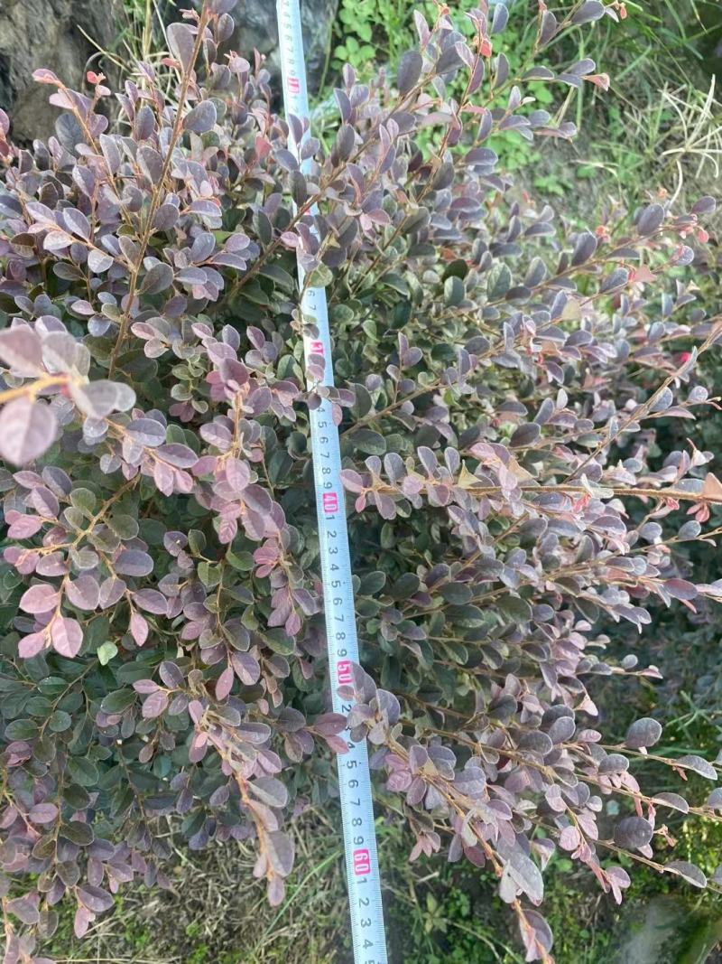 红花继木规格齐全现货速发质量保证价格实惠欢迎咨询