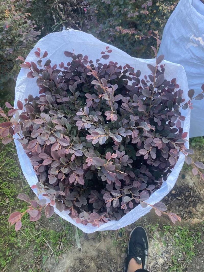 红花继木规格齐全现货速发质量保证价格实惠欢迎咨询
