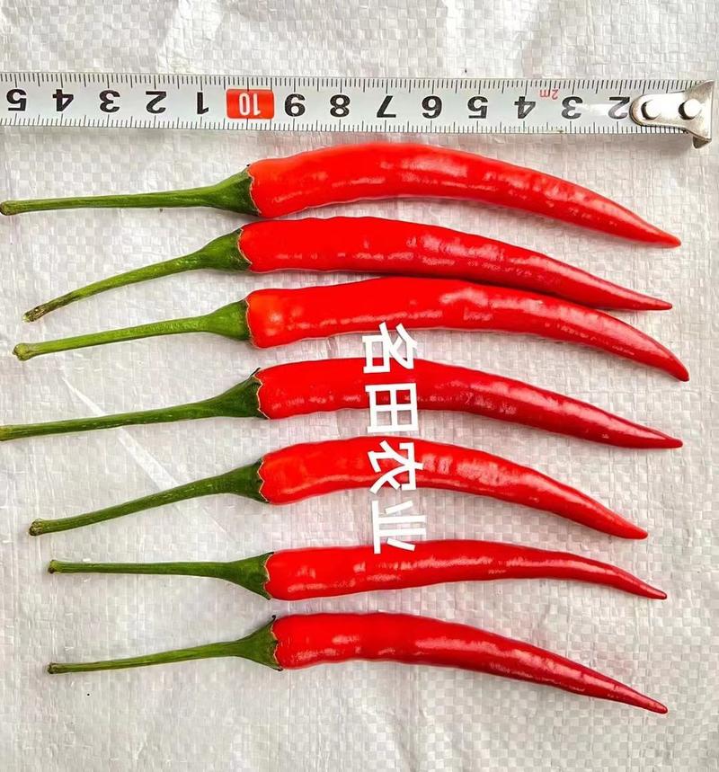 泰国娇美朝天椒种子大果形耐热耐湿结果多10厘米辣味重